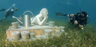 Zakazane trofea – czego nie przywozić z egzotycznych wypraw nurkowych