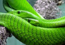 Jakie węże są w Tajlandii?