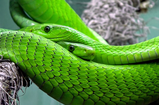 Jakie węże są w Tajlandii?