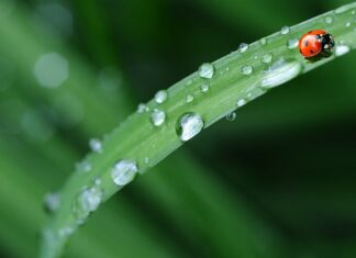 Co jest tańsze Auchan czy Biedronka? Co jest tańsze Auchan czy Biedronka?