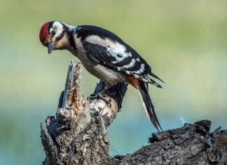 Ile lat ma średni Polak?