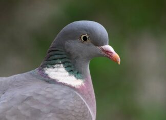 Kto wysłał Kolumba?