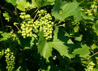 Ile jest odmian języka angielskiego?