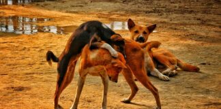 Czy w Japonii są bezdomni?