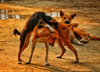 Czy w Japonii są bezdomni?