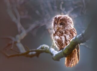 Co oznacza Sowa na dolarze?