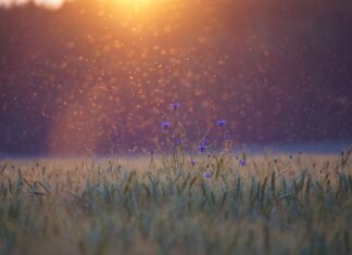 Kiedy jest najwięcej komarów w Tajlandii? Kiedy jest najwięcej komarów w Tajlandii?