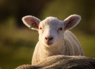 Czy w Niemczech jest ptasie mleczko?