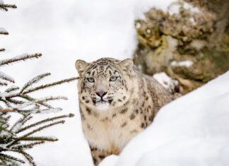 Ile kosztuje czołg Leopard 2? Ile kosztuje czołg Leopard 2?