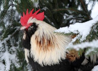 Co oznacza słowo Lach po ukraińsku?