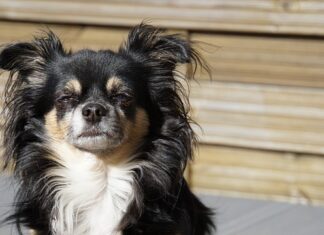 Kto jest prawdziwym królem zwierząt? Kto jest prawdziwym królem zwierząt?