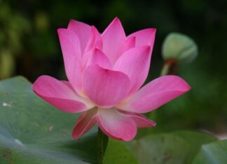 Co to znaczy po angielsku wyd? Co to znaczy po angielsku wyd?