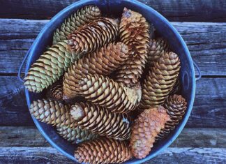 Które danie nie pochodzi z polski?