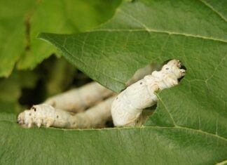 Kto jako pierwszy dotarł do Ameryki? Kto jako pierwszy dotarł do Ameryki?