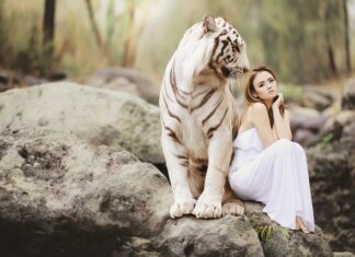 Czego nie potrafi tygrys?