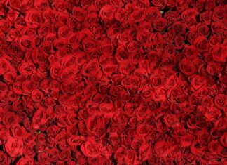 Czym różni się brytyjski od amerykańskiego? Czym różni się brytyjski od amerykańskiego?