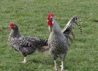 Czy Polska jest zagrożona?