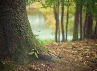 Czy Polacy mają korzenie Wikingów?