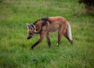 Po czym poznać że podobam się dziewczynie?