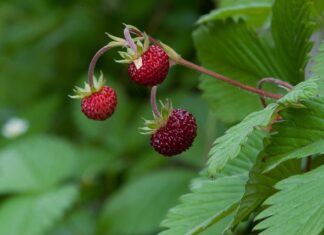 Jak się grzecznie przywitać? Jak się grzecznie przywitać?