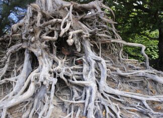 Czy trzeba być zaszczepionym do Tajlandii?