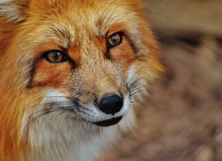 Jak zrobić sobie córkę? Jak zrobić sobie córkę?