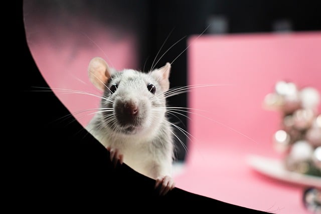 Czy szczury pierdzą?