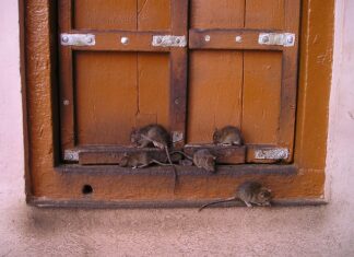 Co przyciąga szczury? Co przyciąga szczury?