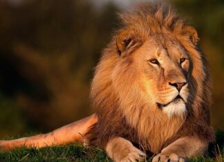 Jaki król jest na 1000 zł?