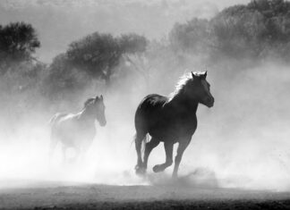 Jak palić papierosy w hotelu?