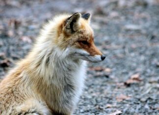 Co się mówi w Rosji? Co się mówi w Rosji?