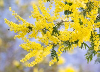 Gdzie akcent w języku polskim?