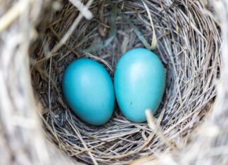 Czy ptasie mleczko jest za granicą?