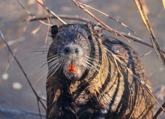 Ile szczurów przypada na jednego człowieka?