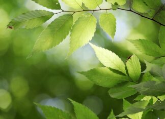 Które państwo nie ma oficjalnej stolicy? Które państwo nie ma oficjalnej stolicy?