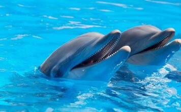 Czy delfiny gwałcą?