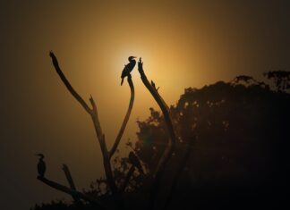 O której godzinie robi się ciemno w Tajlandii?